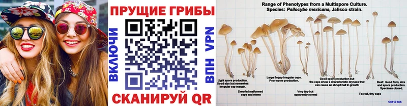 Купить закладки  Поронайск  Псилоцибиновые грибы GOLDEN TEACHER 